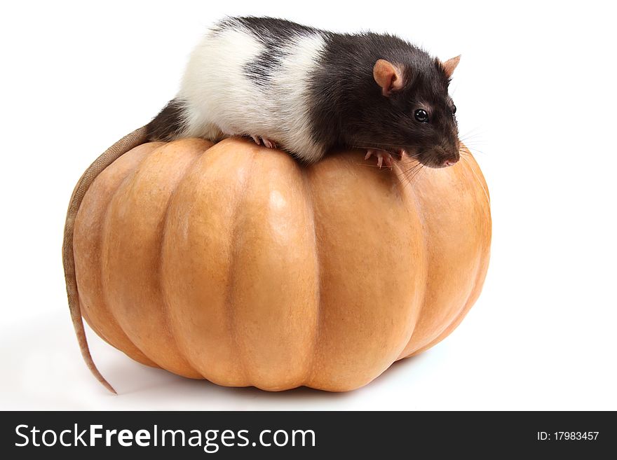 Smart home rat on a pumpkin - isolated on white