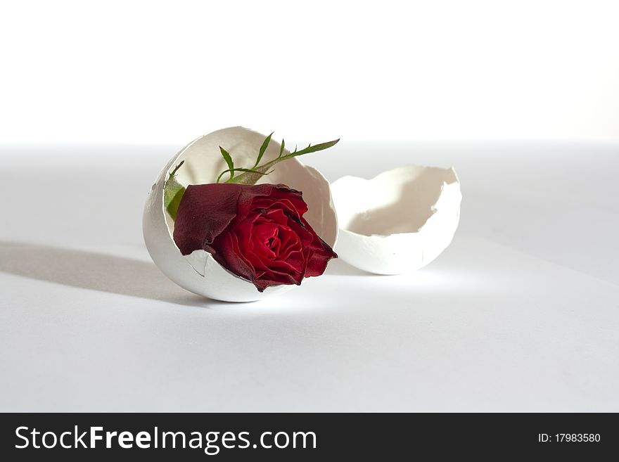 Red rose in a broken eggshell,white background