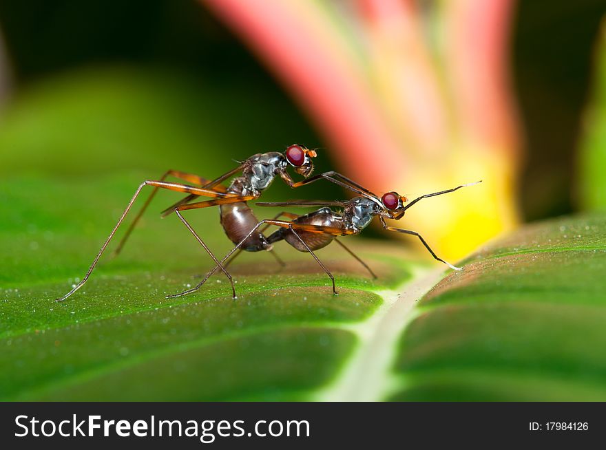 The mating of a stilt legged flies. The mating of a stilt legged flies