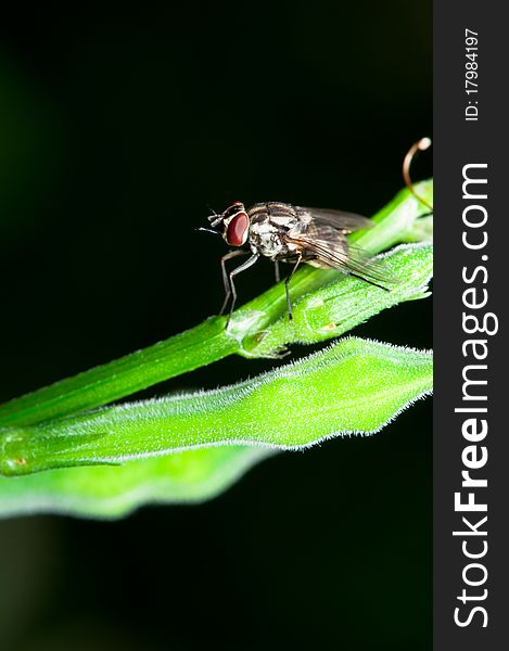 A closeup of male Stomorhina Lunata Fly