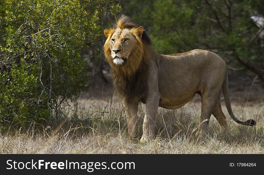 Male lion scanning the plains for prey