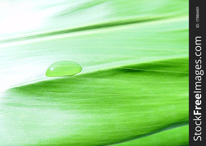 Drop of water on a green leaf. Drop of water on a green leaf.