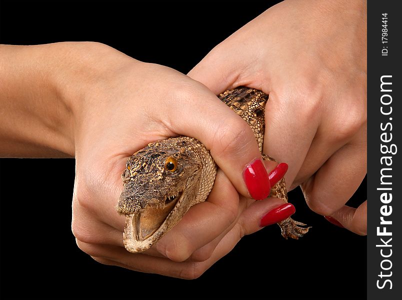 A small crocodile in the human hand close-up, white background