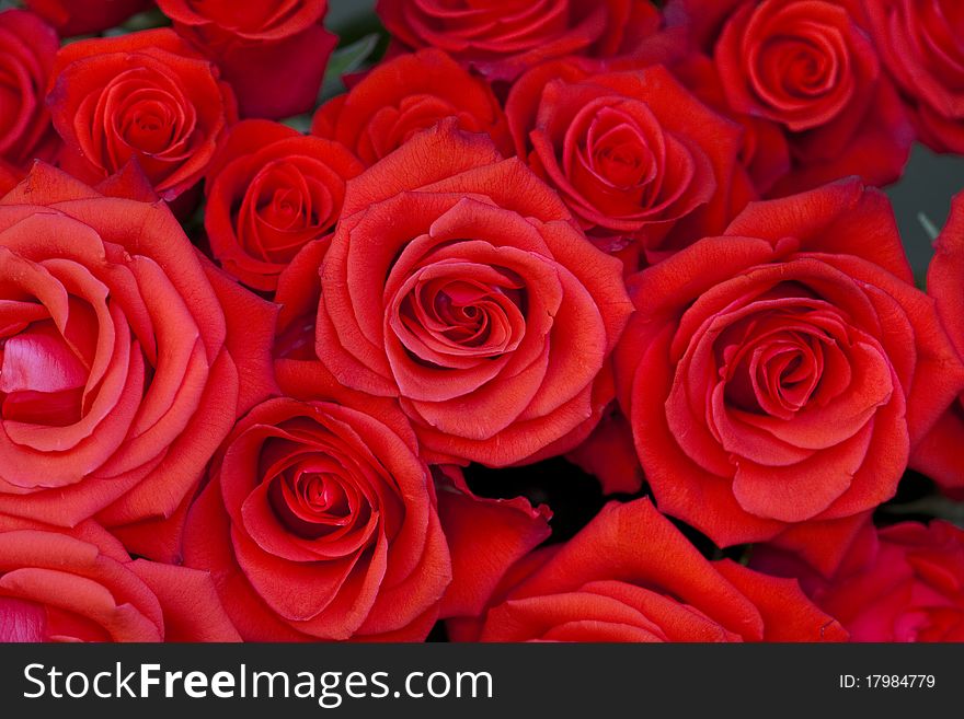 Big fresh bunch of red roses. Big fresh bunch of red roses