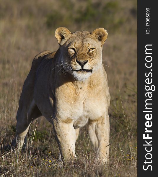 Big female lion growling in private reserve South-Africa. Big female lion growling in private reserve South-Africa