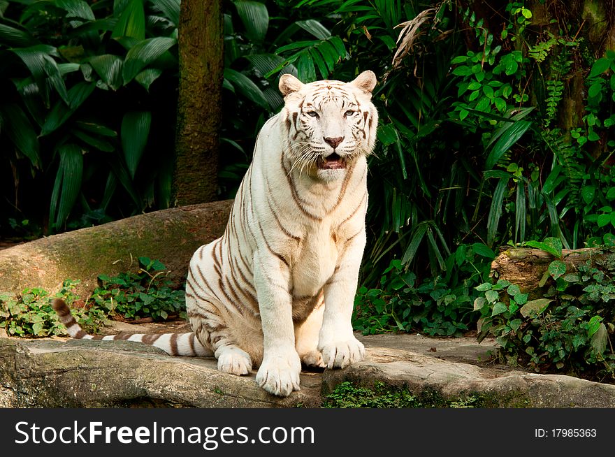 An endangered white Bengal tiger in Singapore zoological garden. An endangered white Bengal tiger in Singapore zoological garden