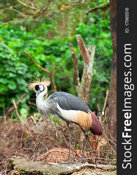 A portrait of grey crowned crane with greenery background