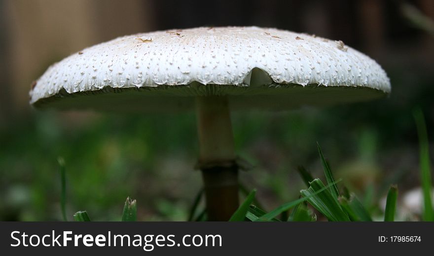 Garden Mushroom blooming close up in garden in South Africa.