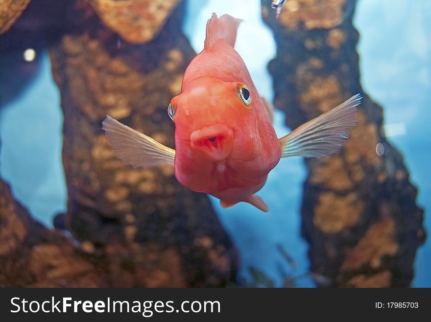 Aquarium Fish Red