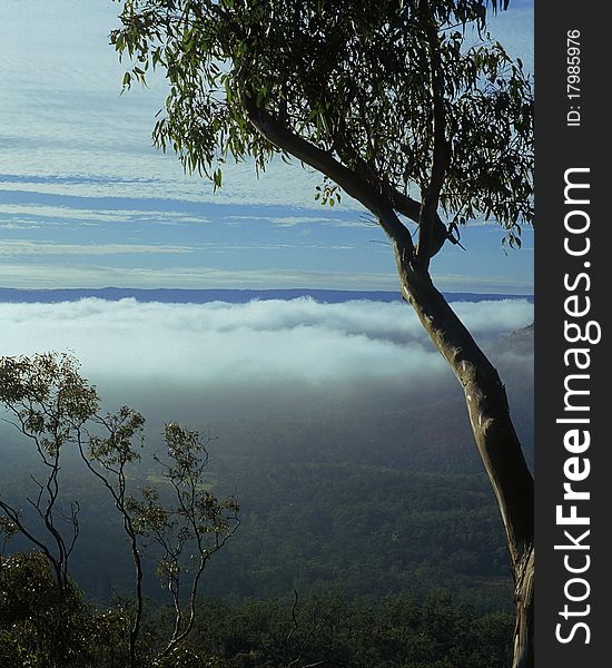A view from a high lookout of timbered wooded forest valley that is partially covered in fog mist & lightly clouded sky. A view from a high lookout of timbered wooded forest valley that is partially covered in fog mist & lightly clouded sky
