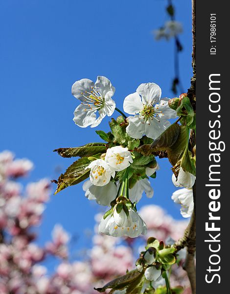 Blooming cherry tree branch. Picture taken with circular polarizer filter. Blooming cherry tree branch. Picture taken with circular polarizer filter.