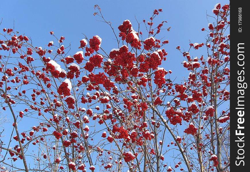 Winter rowan-trees with damask berries under snow .