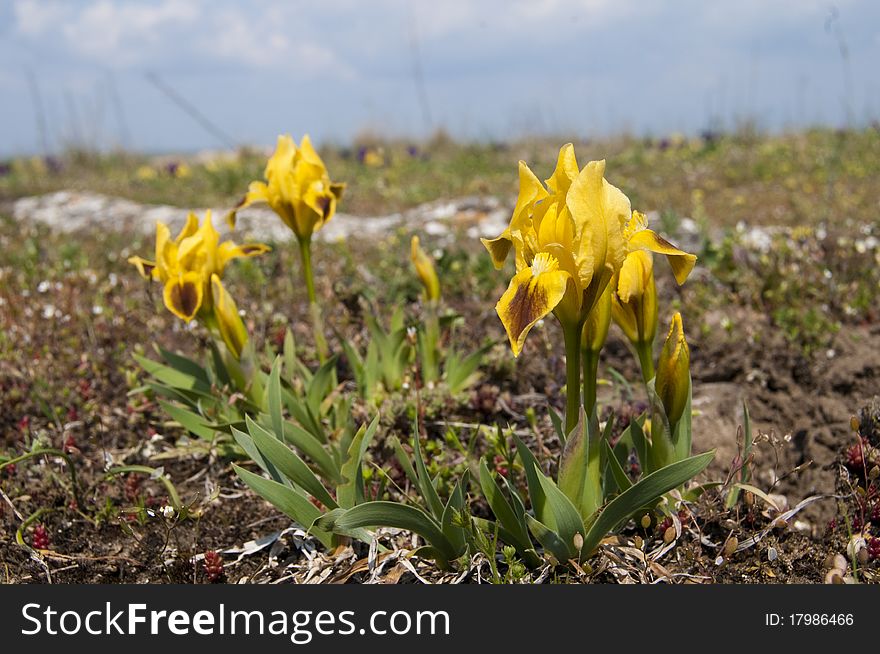 Dwarf Irises on Field in Springtime