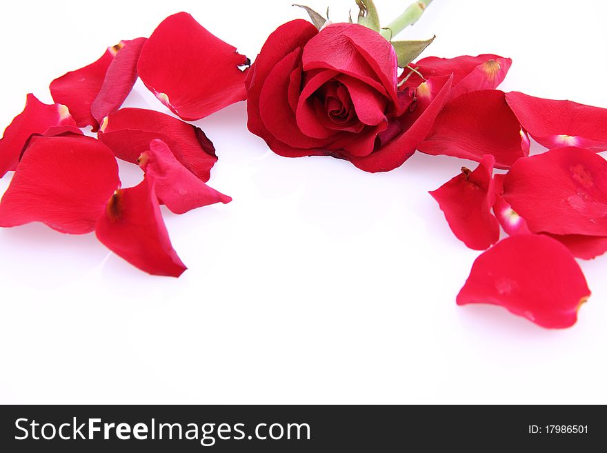 Red rose and petals on white background with space for text