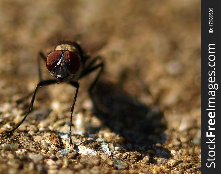 Close up of a fly's amazing eyes. Close up of a fly's amazing eyes.