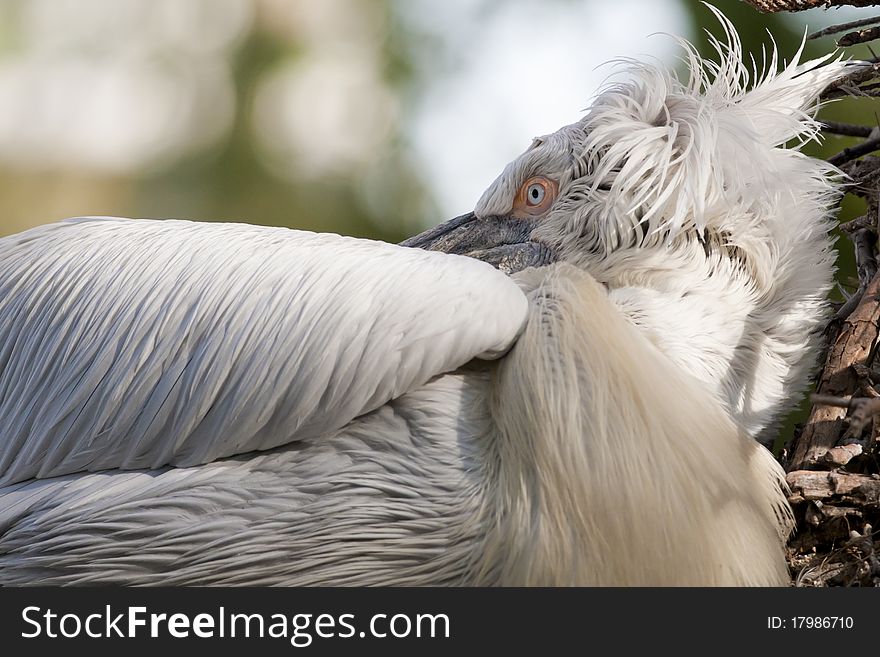 Dalmatian Pelican Sleeping