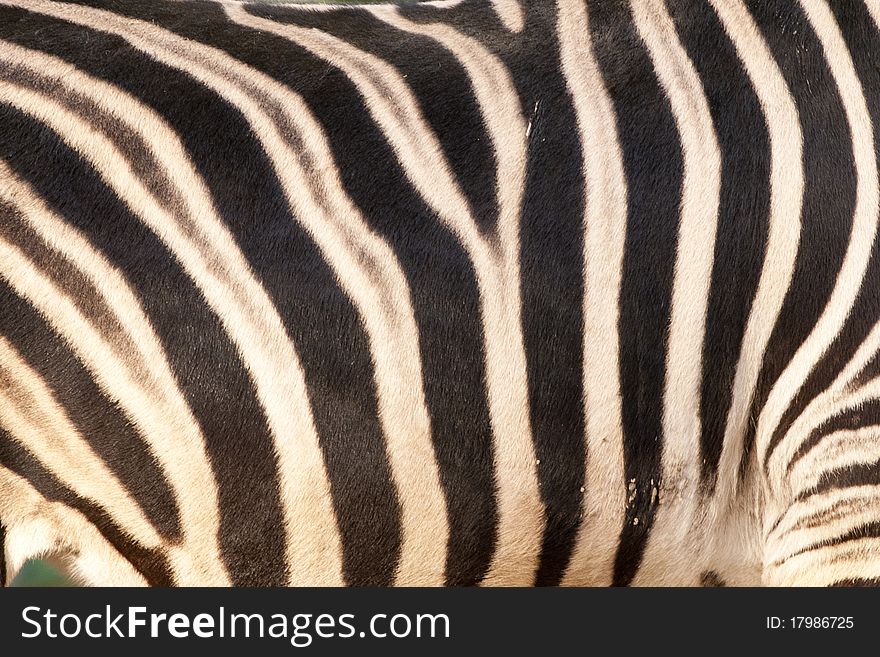 Zebra Background