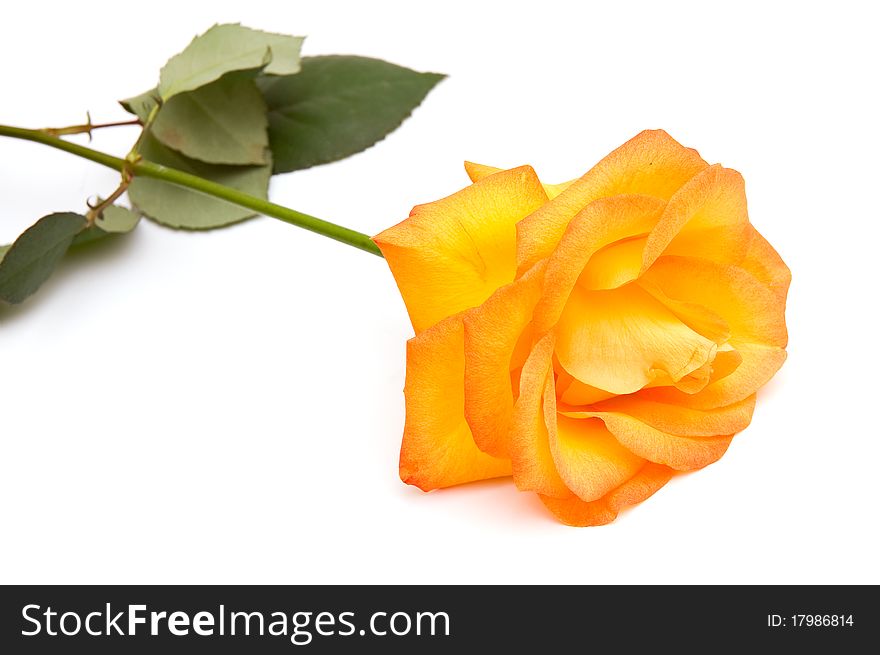 Orange rose isolated on white background