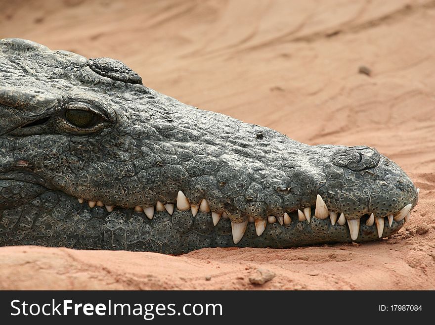 Big crocodile showing his teeth. Big crocodile showing his teeth