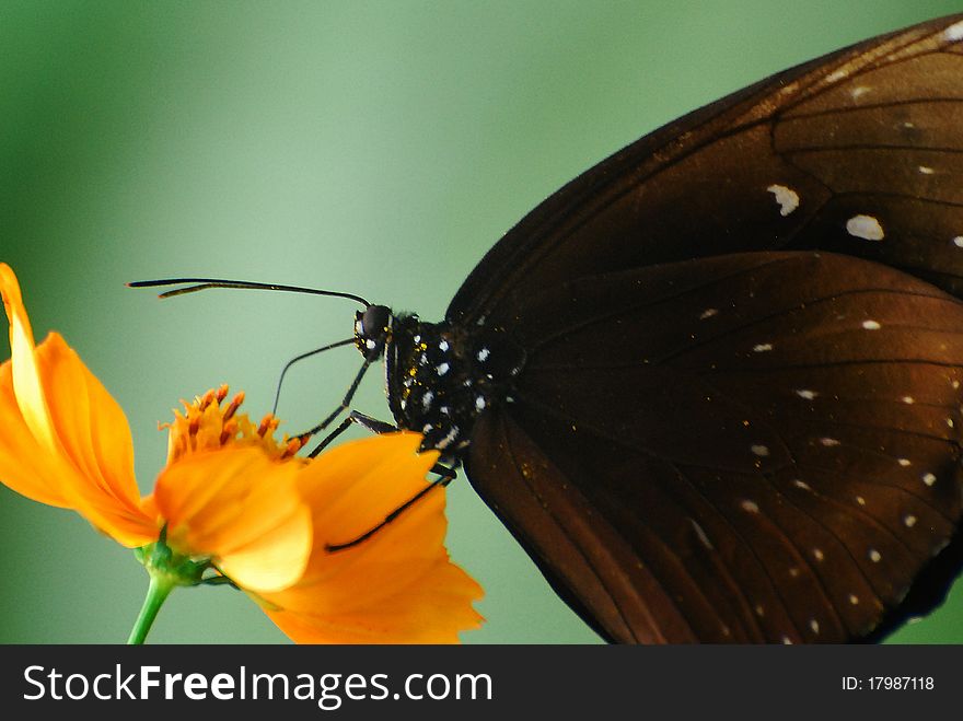 Maybe the butterfly eating or just perch. Maybe the butterfly eating or just perch.