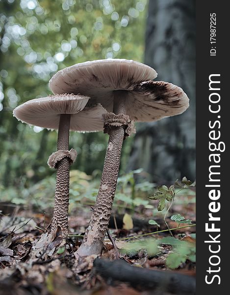 Pair of mushrooms in the forest. High density range image