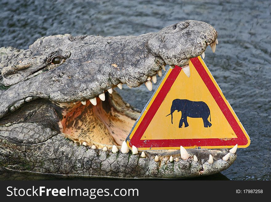 Funny crocodile