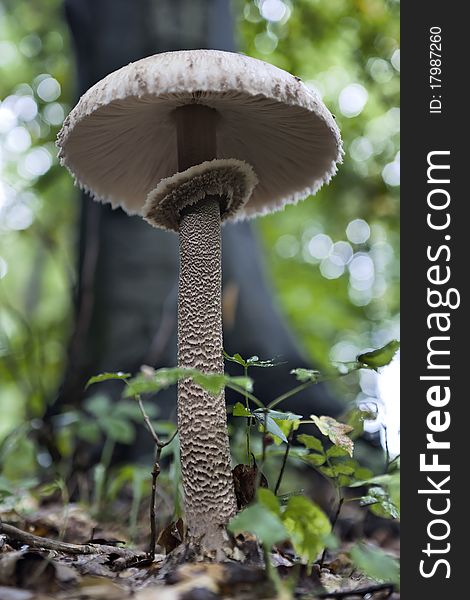 Beautiful mushroom in the forest. High density range image. Beautiful mushroom in the forest. High density range image