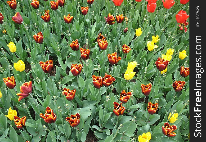 Tulip flowers in spring garden. Tulip flowers in spring garden