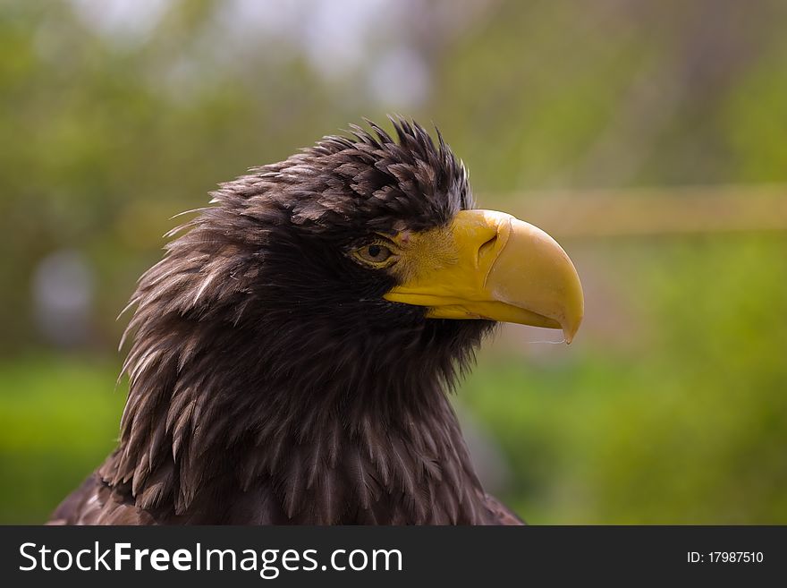 Steller's sea eagle (Haliaeetus pelagicus) in zoo