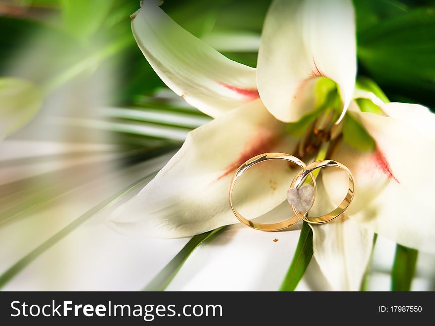 Wedding white flower lily with wedding gold rings and green leafs