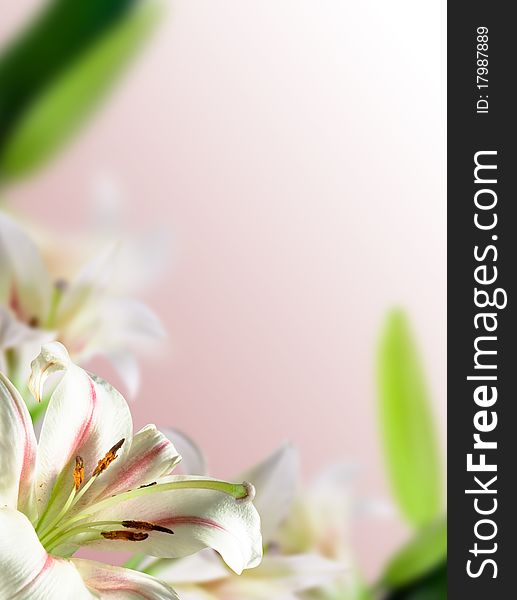 White flowers lily with green leaf on pink background