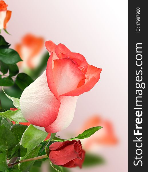 Rose red with green leafs on pink background