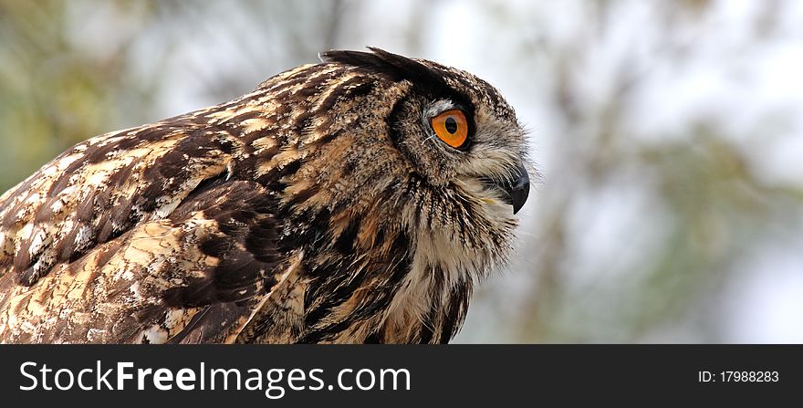 Panoramic Owl