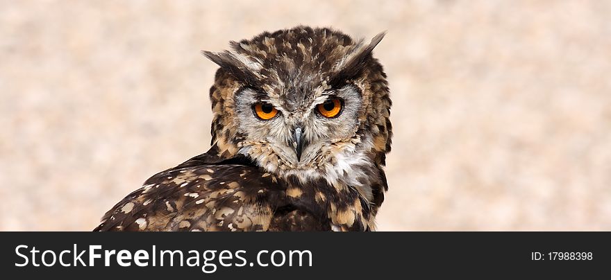 Owl head in a zoo. Owl head in a zoo