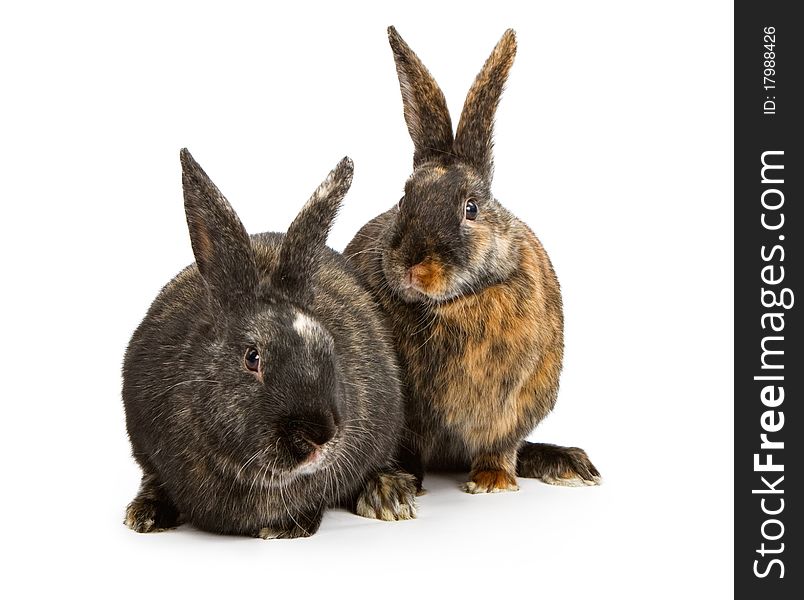 Two Harlequin Cross Breed Rabbits
