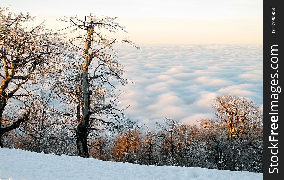 Trees above the clouds