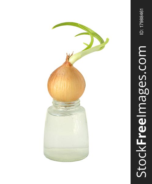 The Sprouted Onions