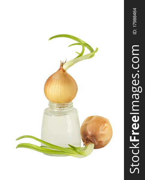 The sprouted onions on a white background