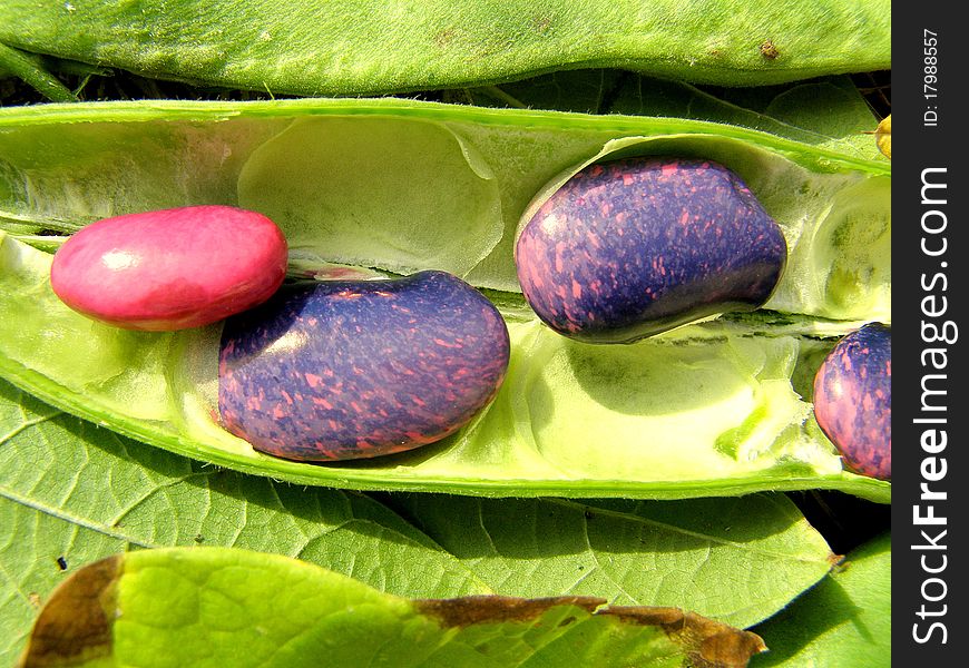 Detail photo of the fresh color beans background