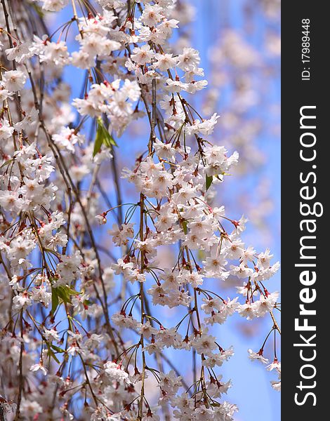 Light pink color cherry blossom in spring time