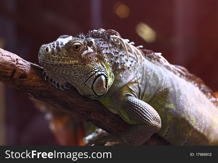 An iguana resting on a tree branch