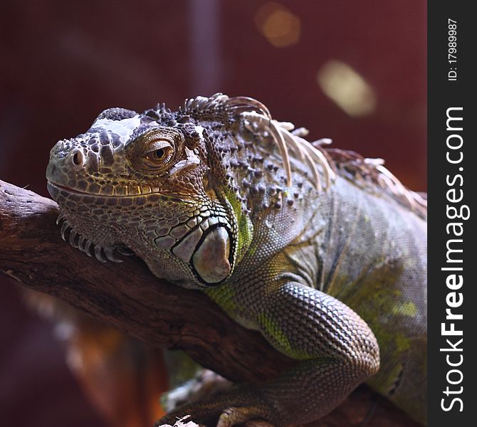 An iguana resting on a tree branch