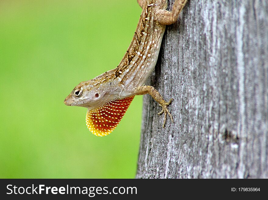 Little exotic lizard on a tree . Photo was taken in Florida, USA