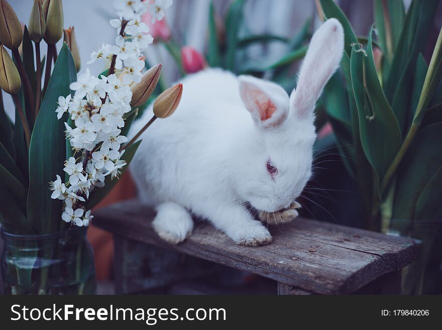 Little white rabbit in the garden against the background of tulips