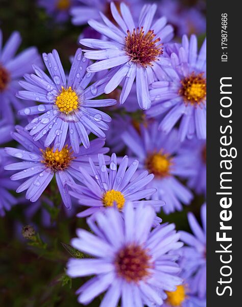 Blue aster flowers in the autumn garden. Close-up