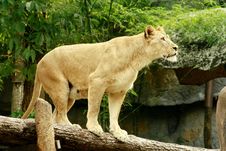 Femal Lion Stand On A Log With Forest Background Royalty Free Stock Photography