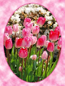 Pink Tulips In Oval Frame Royalty Free Stock Photography Pink Tulips In Oval Frame Royalty Free Stock Photography