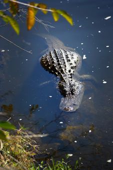 Alligator Floating Nearshore Stock Photo Alligator Floating Nearshore Stock Photo