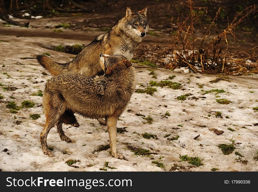 Grey wolf (Canis lupus) in a deer-park (Germany).