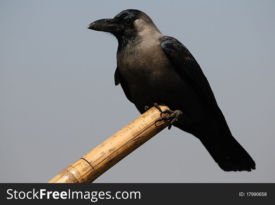 Close up of a common asian crow sitting on the edge of a bamboo stick